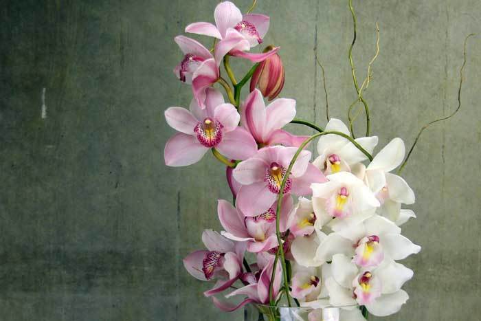 Hot Special on Winter Orchids!