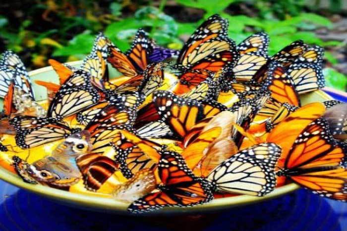 Attract Butterflies into your Garden