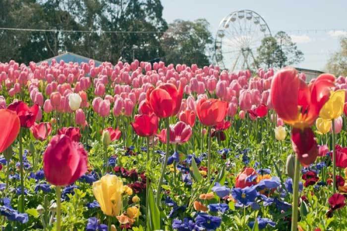 Spring Flower Festivals in Australia 2015
