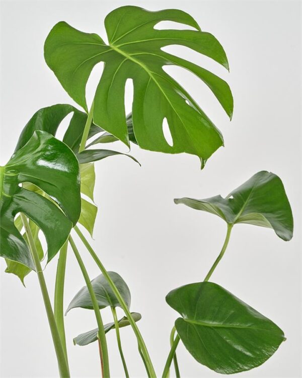 Monstera Deliciosa - 170mm