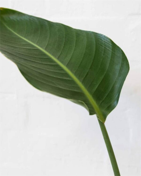 Strelitzia Reginae (170mm)