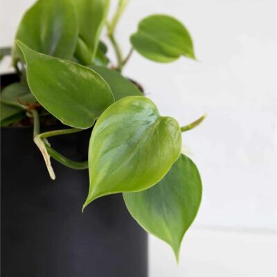 Heartleaf Philodendron