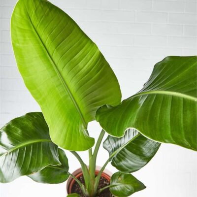 Strelitzia in Dusty Pink Pot (City: Brisbane)