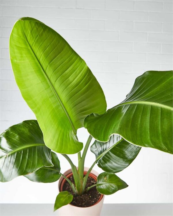 Strelitzia in Dusty Pink Pot (City: Brisbane)