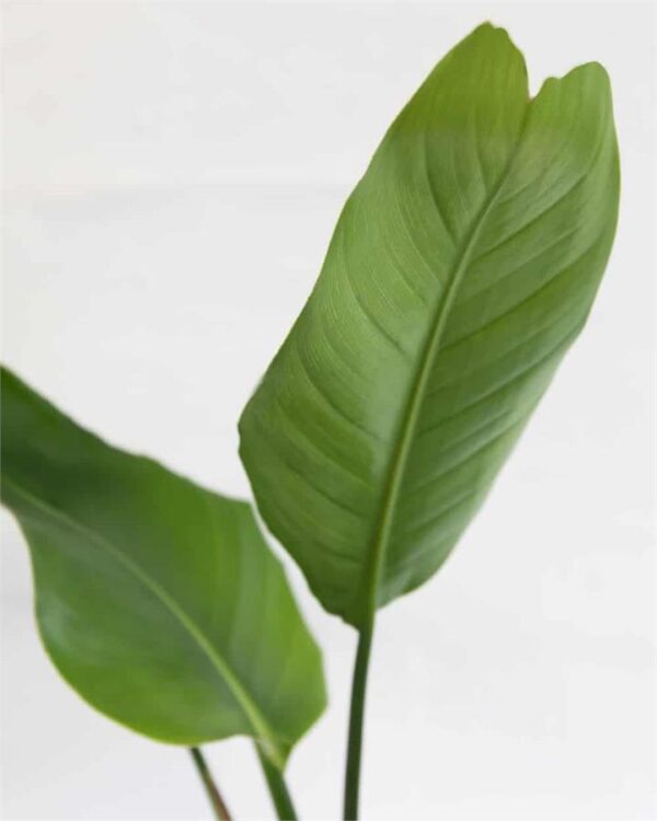 Strelitzia Reginae (City: Brisbane)