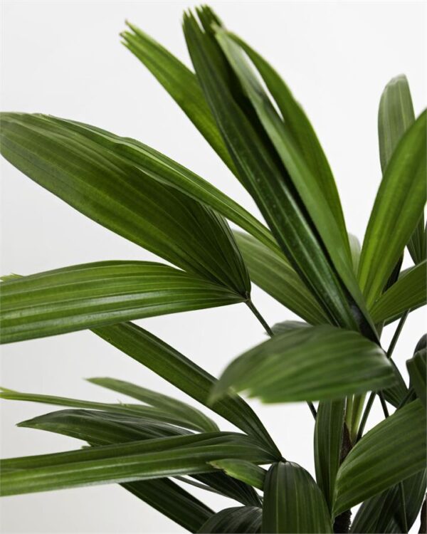 Rhapis Excelsa ("Rhapis Palm")