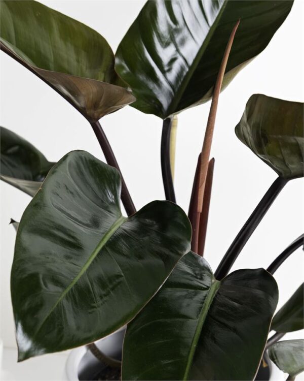 Philodendron Rojo Congo - White Pot, Brisbane