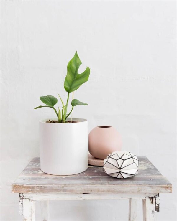 Tetrasperma (White Pot) (City: Melbourne)