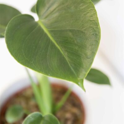 Monstera Deliciosa in Sand Finish Pot (120mm) - Rest of Australia