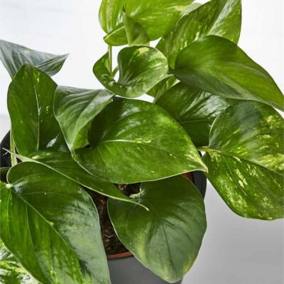 Devil's Ivy in Black Pot - Sydney