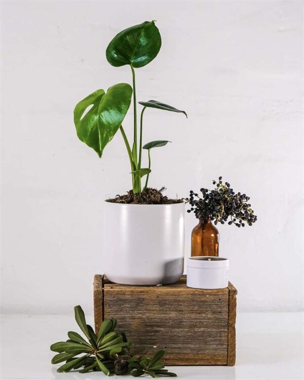 Monstera Deliciosa in White Pot (120mm) - Rest of Australia