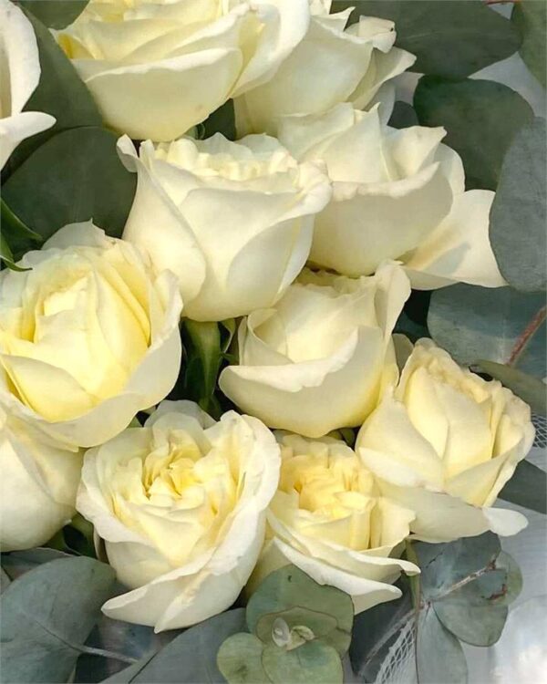 Local Roses Bouquet, White (x12)