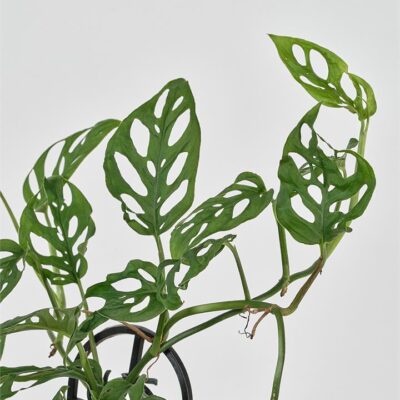 Monstera Adansonii (120mm)