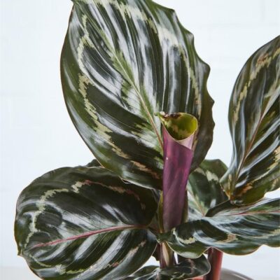Calathea Medallion