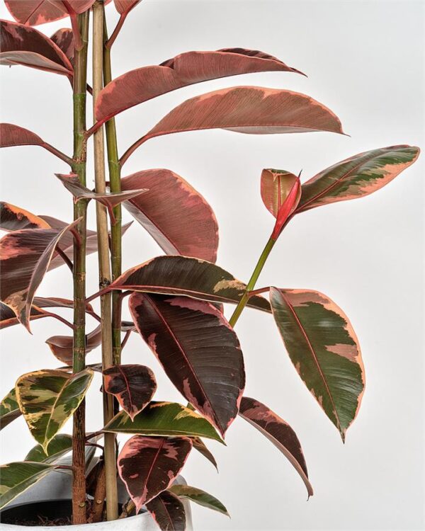 Ficus Elastica Ruby in Concrete Pot (Tall)