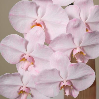 "Flamingo" Phalaenopsis Orchid in Rose Glass Vase (3x Stem)
