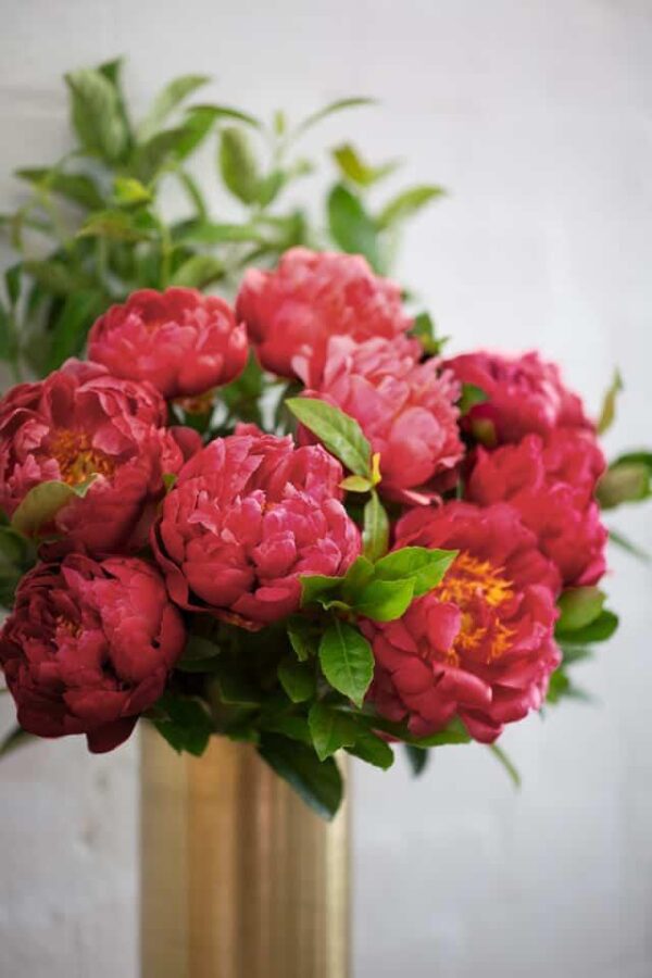 Burgundy Peonies - Regular