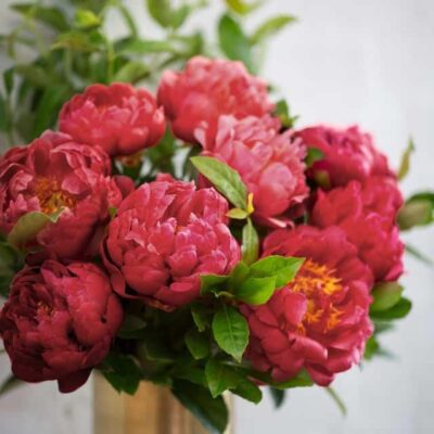 Burgundy Peonies - WOW