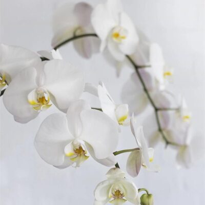 Phalaenopsis Orchid 60cm (City: Melbourne, Stems: 3x)
