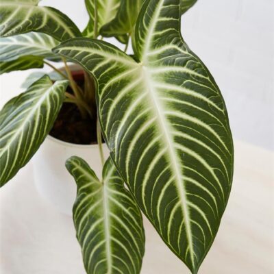 Caladium Lindenii (190mm)