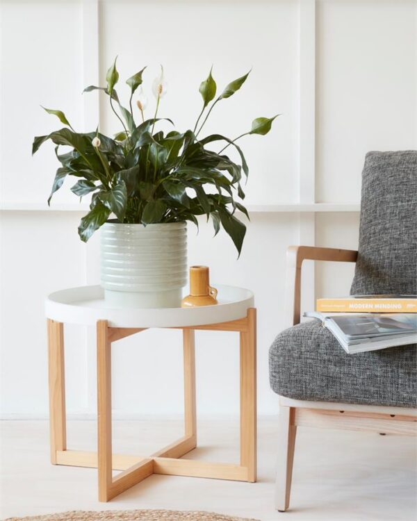 Peace Lily in Light Green Pot (190mm)