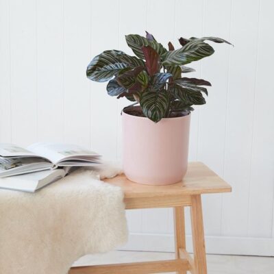 Calathea Ornata