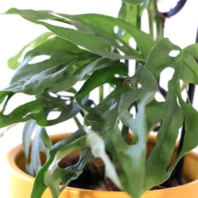 Monstera Adansonii in Sunshine Coloured Pot