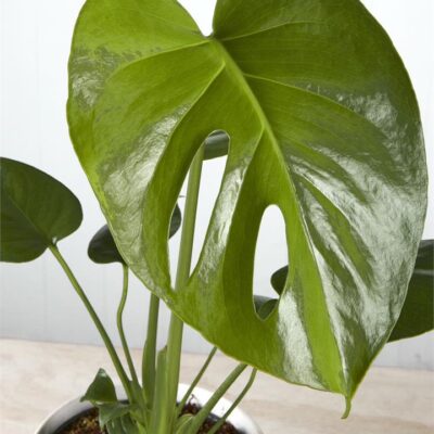 Monstera Deliciosa in Speckled White Pot (120mm)