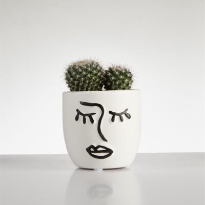 Cactus “Mammillaria” cluster in Face Pot (60mm)
